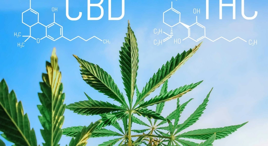 Weaning yourself off THC with CBD