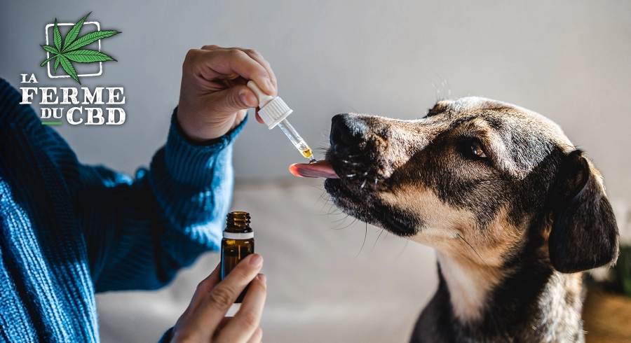 CBD pour chien avis vétérinaire : ce qu’il faut savoir