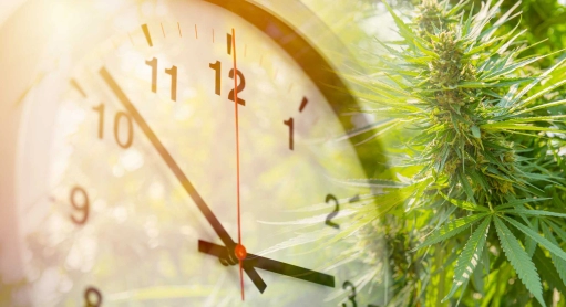 How long does it take for CBD to have an effect on the body?