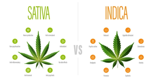 Indica vs sativa : comprendre les différences