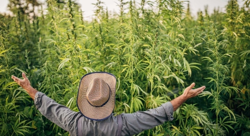 Where can you find the best CBD?