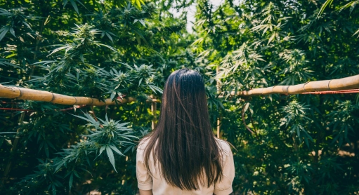 CBD and tinnitus