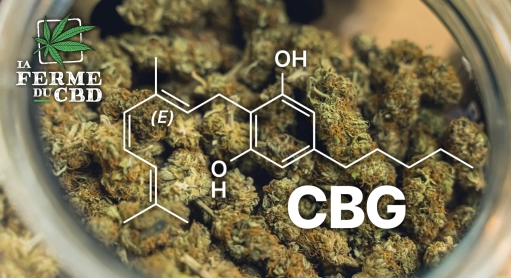 Le CBG : quelles différences avec le CBD ?