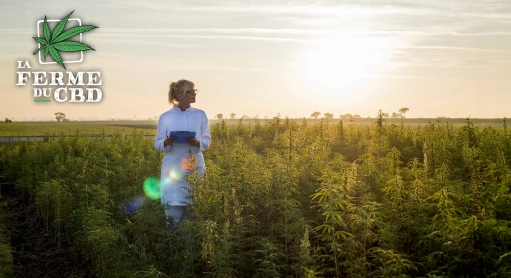 THCP, H4CBD, HSD, tout savoir sur ces nouveaux cannabinoïdes