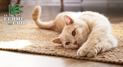 CBD pour chat : bienfaits, effets secondaires et modes d’administration