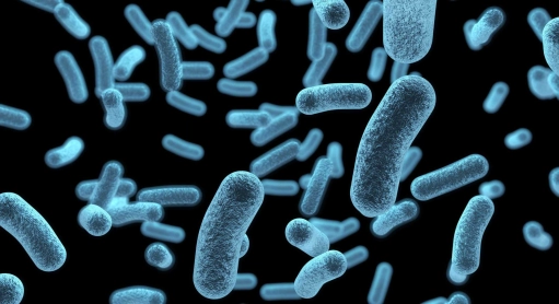 Cannabinoids, the antibacterial compounds of the future!