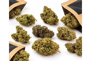 Pack Découverte – Fleurs Indoor